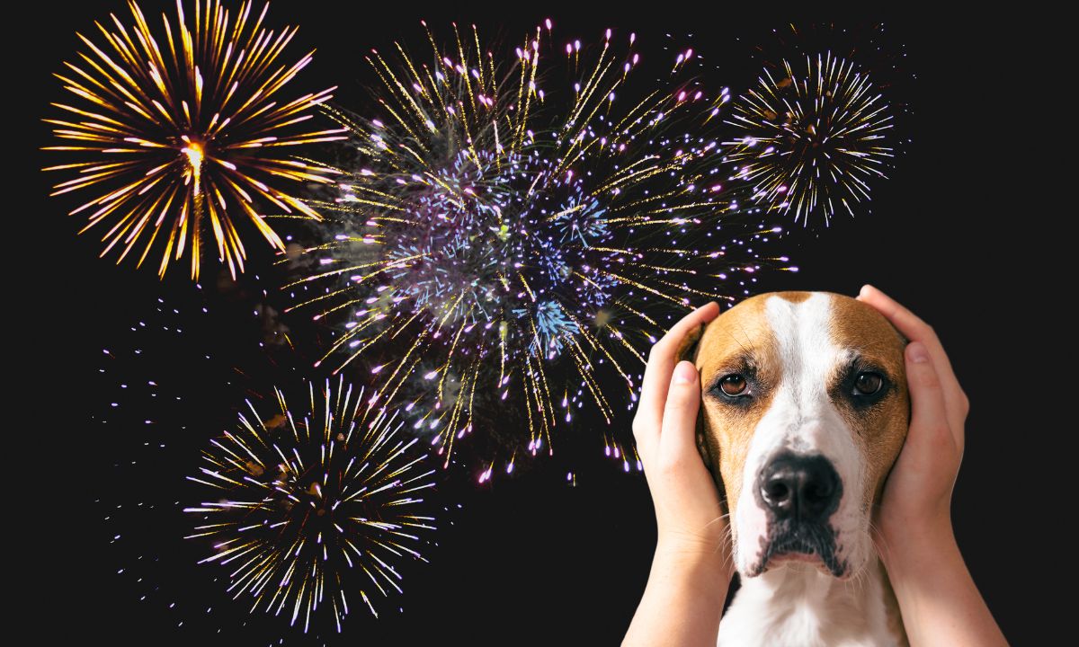 Pets e fogos de artifício: como preparar os animais