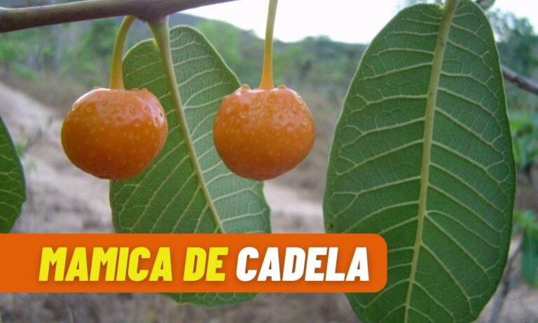 Mamica de Cadela auxilia na psoríase e mais; conheça 6 Mamica de cadela.