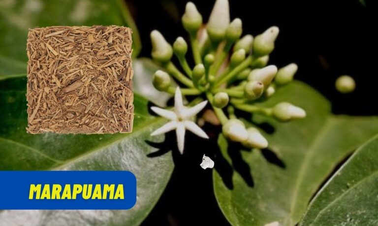 Conheça os benefícios da Marapuama e saiba como consumir corretamente 4 Marapuama.