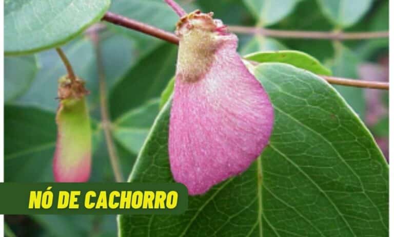 Nó de cachorro é afrodisíaco e tem ainda mais benefícios; conheça 2 Nó de Cachorro