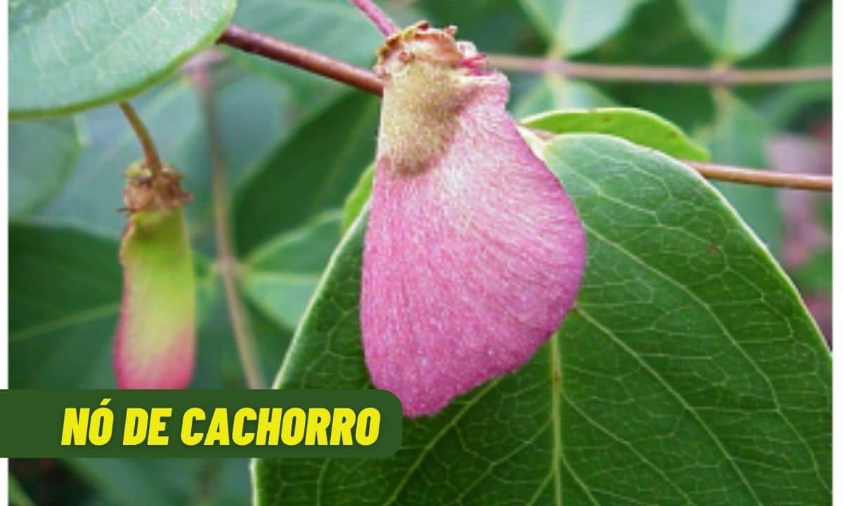 Nó de cachorro é afrodisíaco e tem ainda mais benefícios; conheça 1 Nó de Cachorro