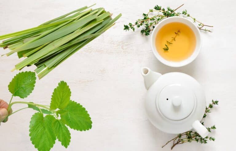 Erva cidreira e capim cidreira: saiba como diferenciar essas ervas medicinais 4 Capim Cidreira e Erva Cidreira