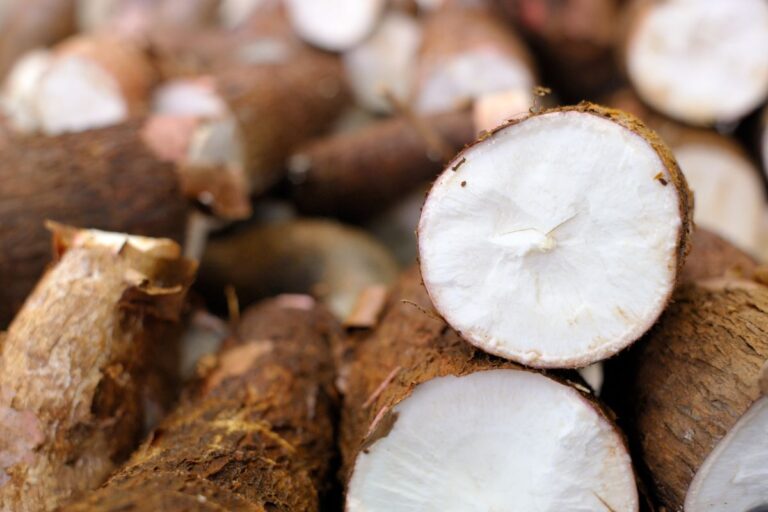 Benefícios da mandioca: tudo que você precisa saber sobre esse super alimento