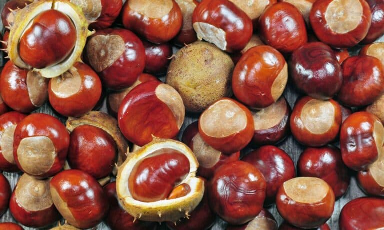 Castanhas Portuguesas.