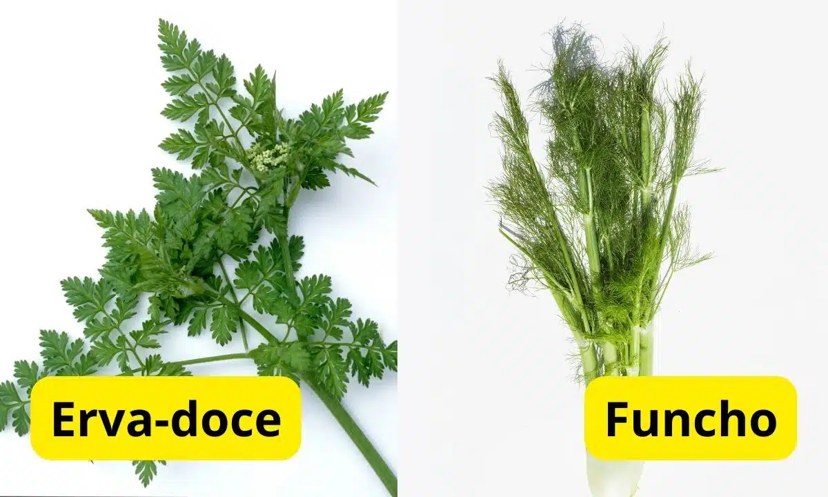 Diferenças entre erva-doce e funcho