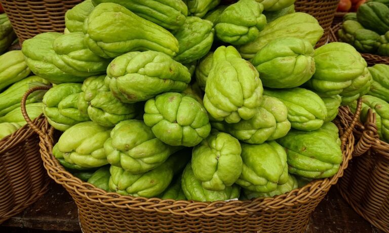 Tudo sobre o Chuchu: como comprar, armazenar, limpar e preparar para o consumo 1 Tudo sobre o chuchu.