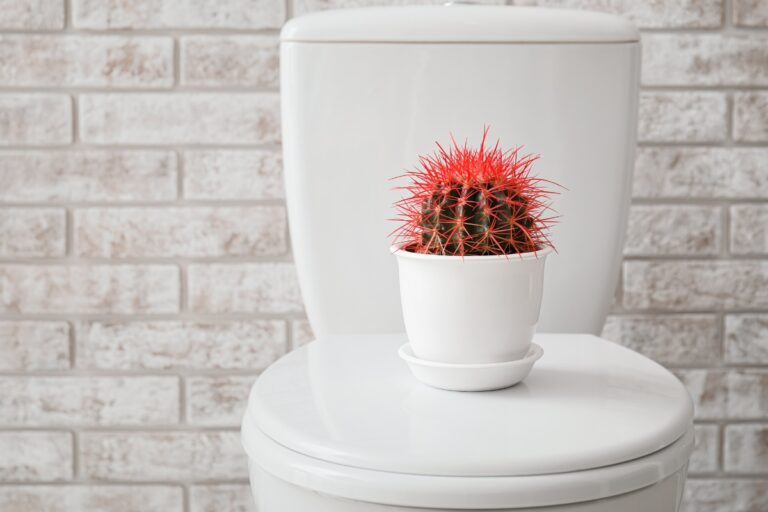 Descubra as melhores opções de chá para hemorroida