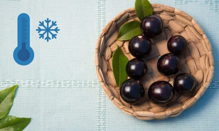 Como congelar jabuticaba? Confira dicas para não deixar ela estragar 1 Como congelar jabuticaba.