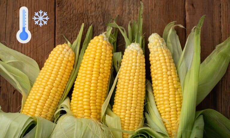 Congelar Milho.