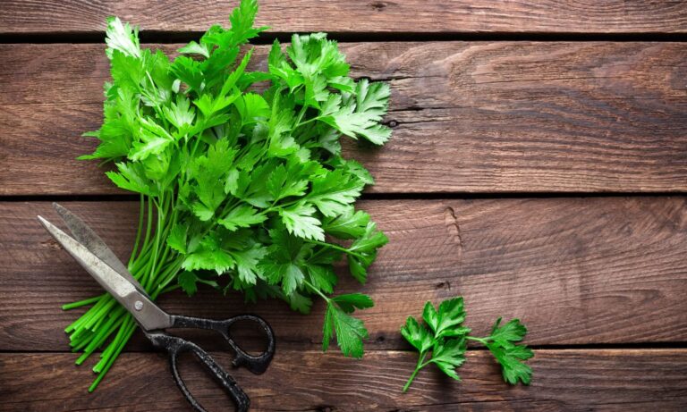 Coentro e Salsinha: como comprar, armazenar, limpar e preparar para o consumo 4 Coentro e salsinha.