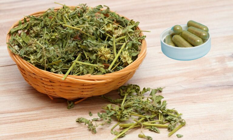 Tribulus terrestris.