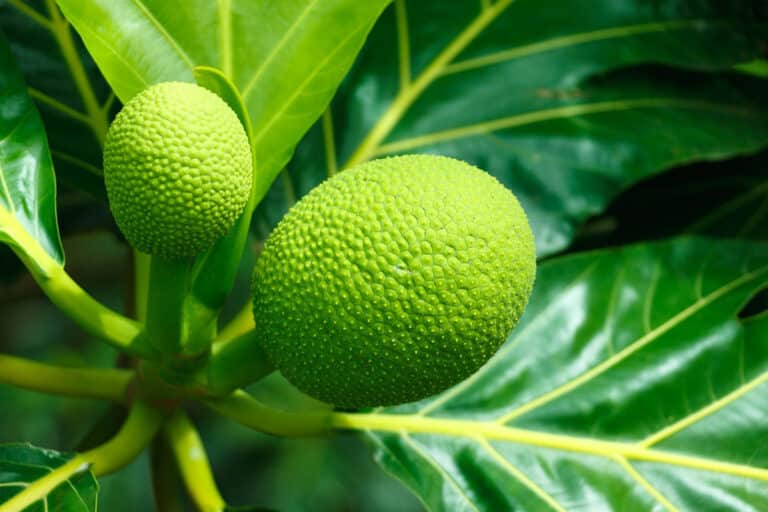 Benefícios da fruta-pão; veja como consumir de forma segura e saudável