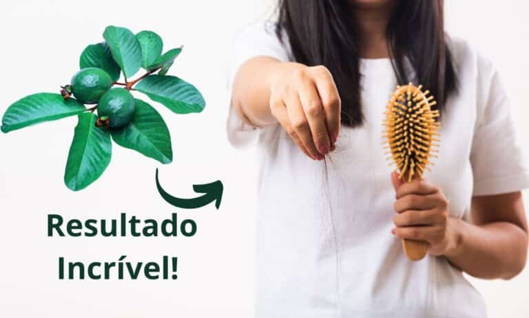 Está sofrendo com queda de cabelo? Chá da folha de goiabeira pode te ajudar 1 Folha de goiabeira para queda de cabelo.