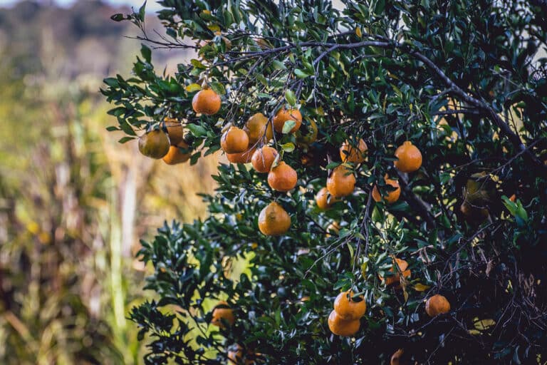 Veja 10 opções de frutas do cerrado deliciosas e benéficas para a saúde