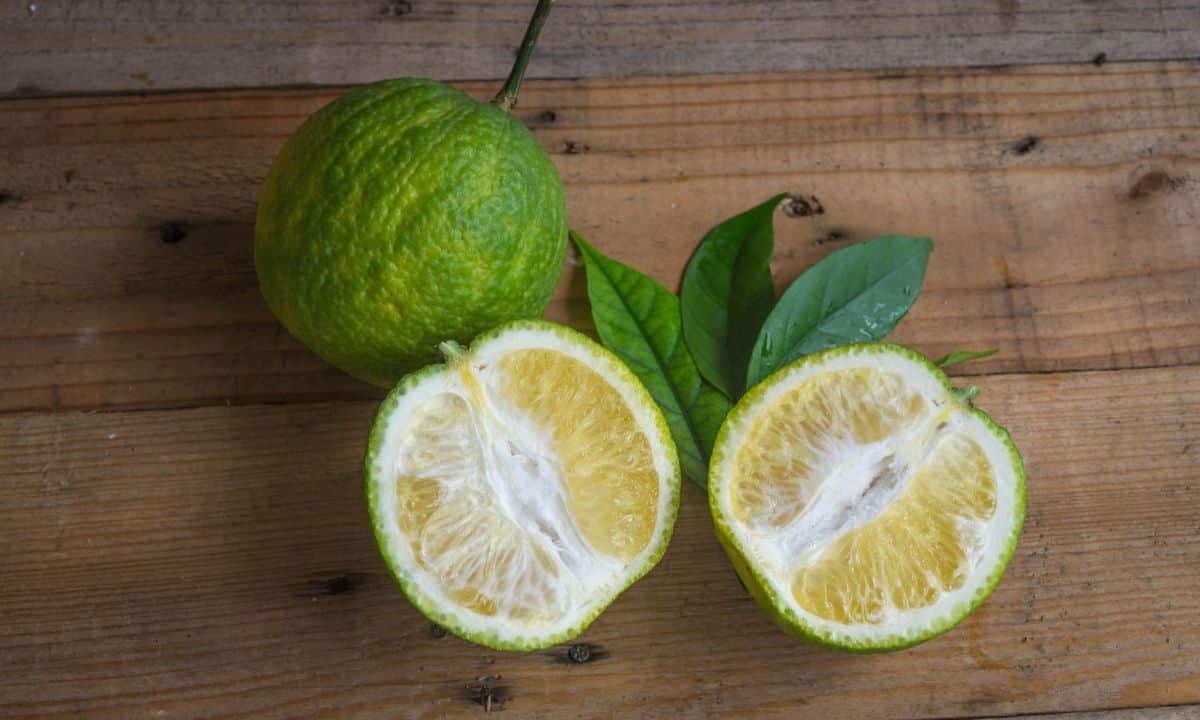 Limão Imperial: aprenda mais sobre essa fruta que pode enganar muita gente 1 Limão Imperial.