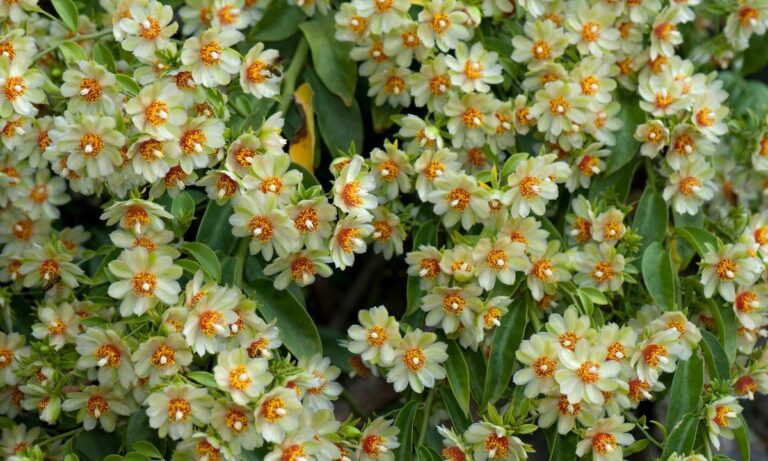 ora-pro-nóbis faz mal para os rins?