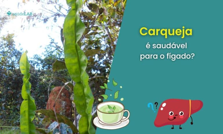 Carqueja é boa para o fígado? Entenda como que atua no seu corpo 2 Carqueja é bom para o fígado.