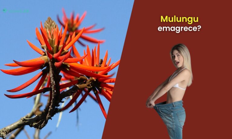 Mulungu emagrece: entenda os efeitos desta planta medicinal 1 Mulungu emagrece?