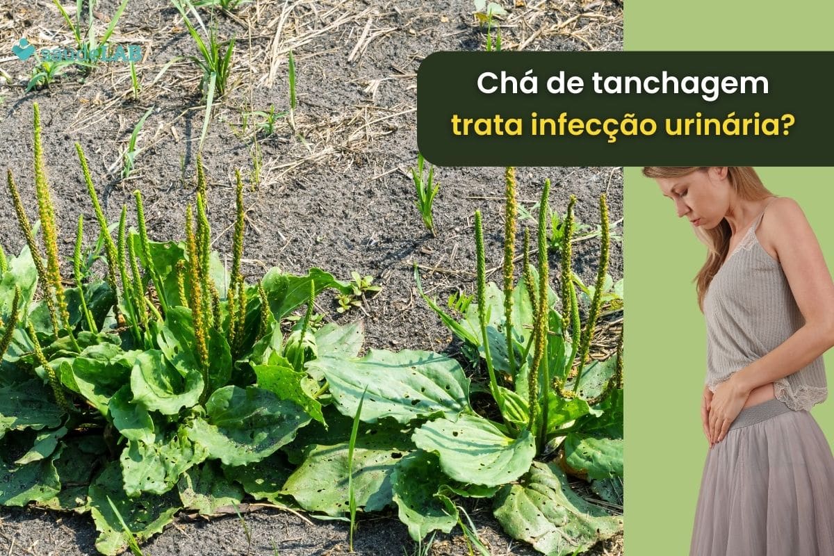 Chá de tanchagem é bom para infecção urinária? Conheça seus efeitos e saiba usar corretamente 1 Chá de tanchagem é bom para infecção urinária.