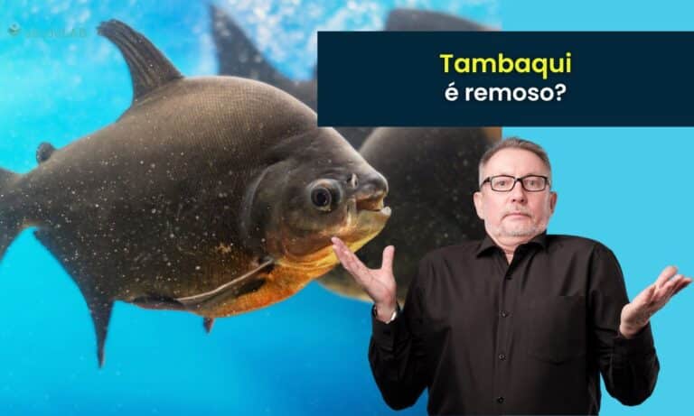 Tambaqui é remoso.