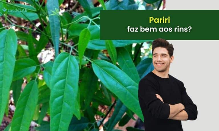 Pariri serve para os rins? Fique por dentro de suas principais propriedades 1 Pariri serve para os rins.