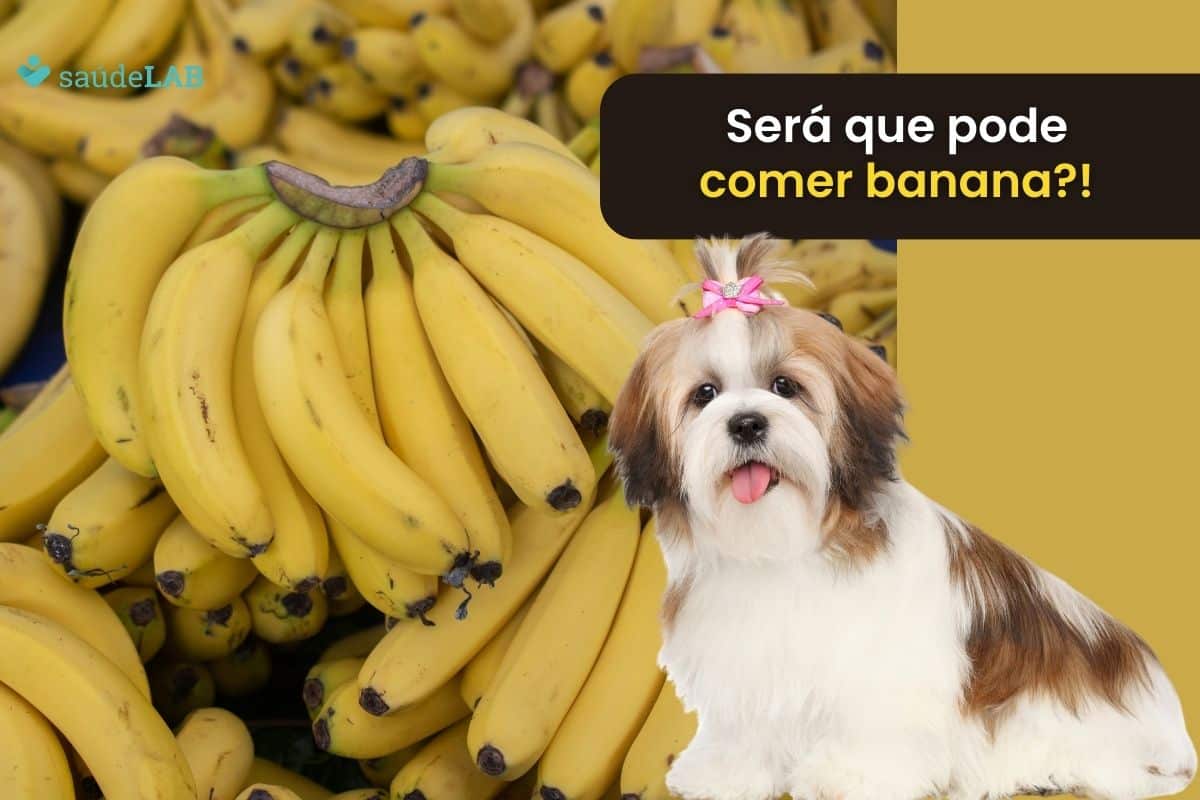 Cachorro Shih Tzu pode comer banana.
