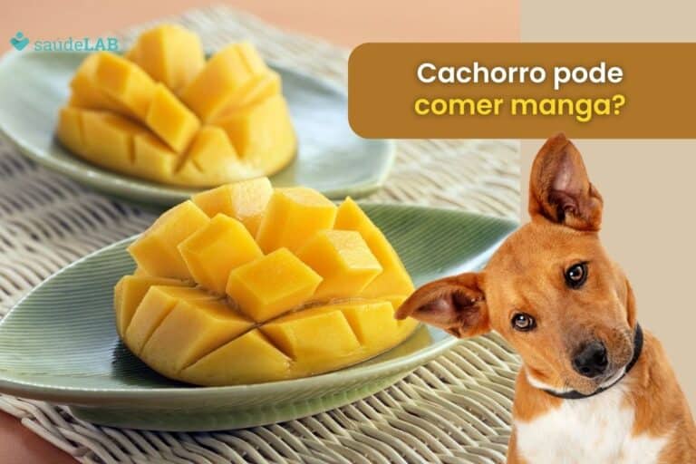 Cachorro pode comer manga? Entenda as recomendações e cuidados 7 Cachorro pode comer manga.