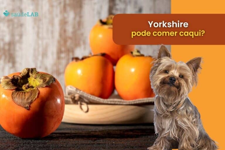 Yorkshire pode comer caqui? Saiba se a fruta é permitida 5 Yorkshire pode comer caqui.