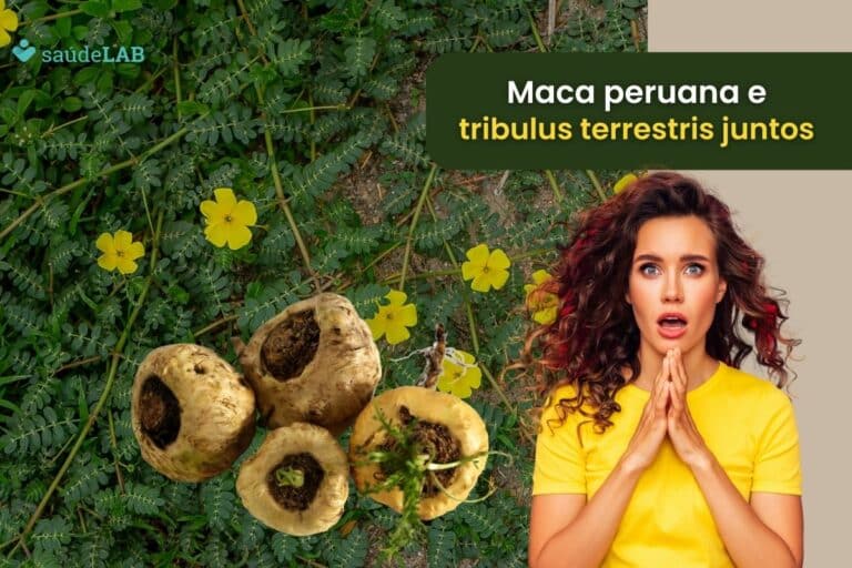 Descubra os benefícios da maca peruana e tribulus terrestris quando tomados juntos 4 benefícios da maca peruana e tribulus terrestris.
