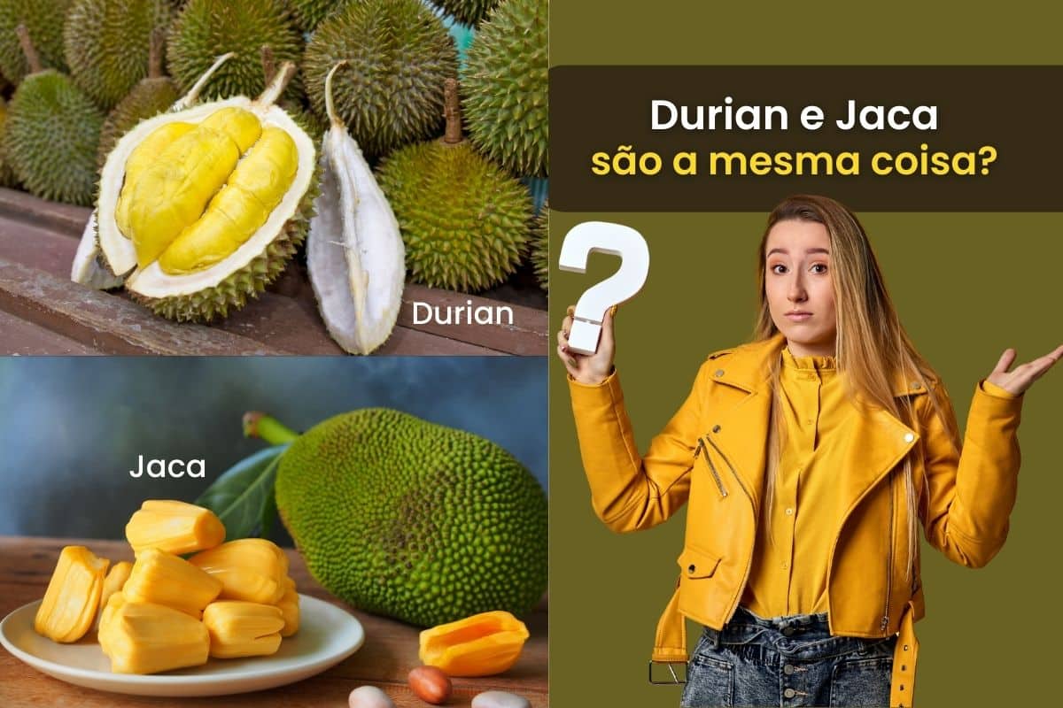 Durian é jaca? Conheça a fruta e tire todas as suas dúvidas 1 durian é jaca.