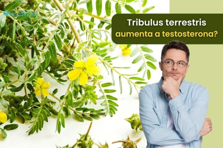 Tribulus terrestris aumenta a testosterona? Descubra agora como ele realmente age 7 tribulus terrestris aumenta a testosterona.
