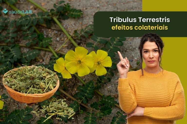 Tribulus terrestris e seus efeitos colaterais: saiba agora os cuidados indispensáveis 2 Tribulus Terrestris efeitos colaterais.