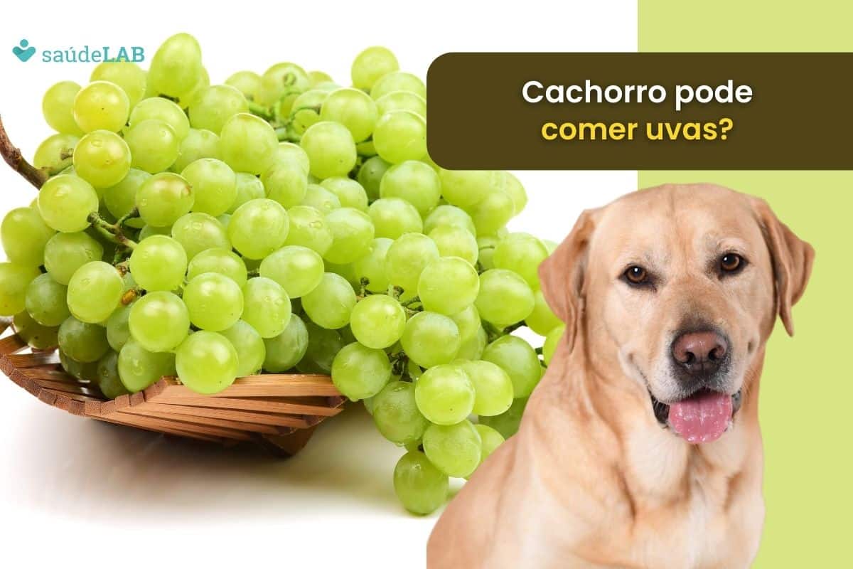Cachorro pode comer uvas.