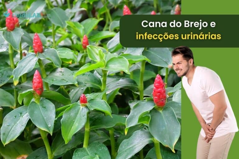 Cana do brejo serve para infecção urinária? Conheça suas incríveis propriedades 1 Cana do brejo serve para infecção urinária.
