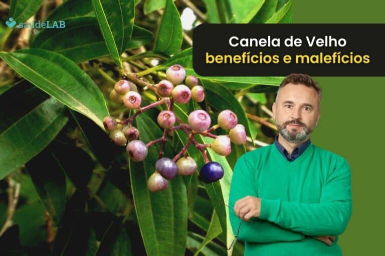 Canela de velho: benefícios e malefícios que você precisa conhecer 3 Canela de velho benefícios e malefícios.