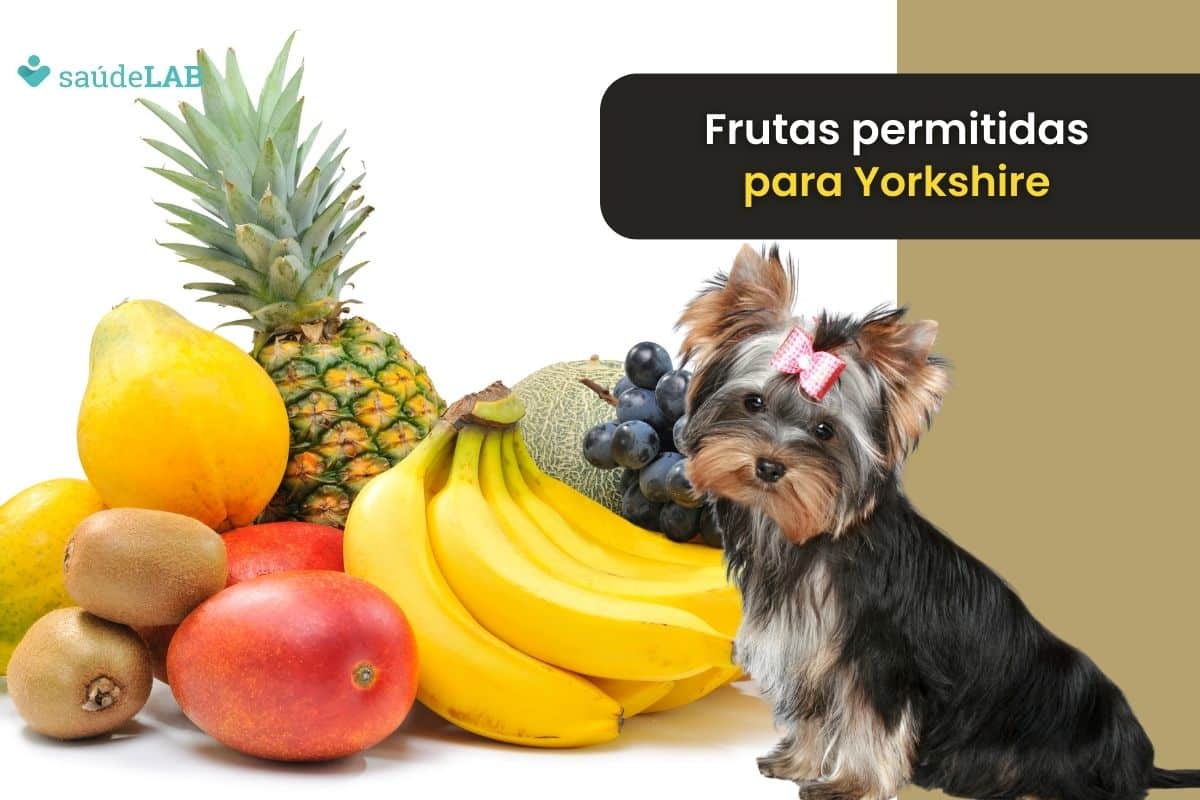 Frutas que o Yorkshire pode comer.