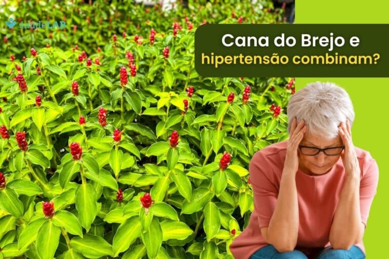 Quem tem pressão alta pode tomar cana do brejo? Entenda a relação 1 Quem tem pressão alta pode tomar cana do brejo.
