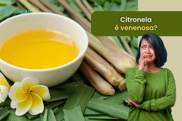 Citronela é venenosa? Pode tomar o chá? Saiba agora como usar corretamente 6 Citronela é venenosa.