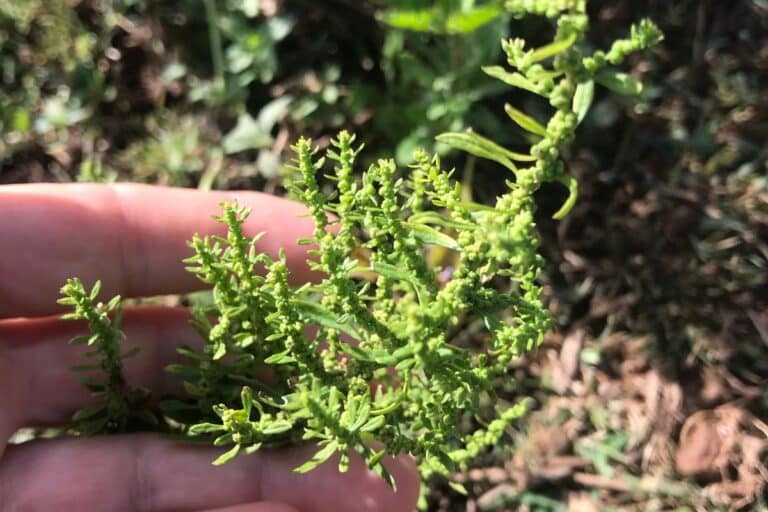 Mastruz para inflamação: o método infalível que você precisa conhecer 3 como usar mastruz para inflamação.