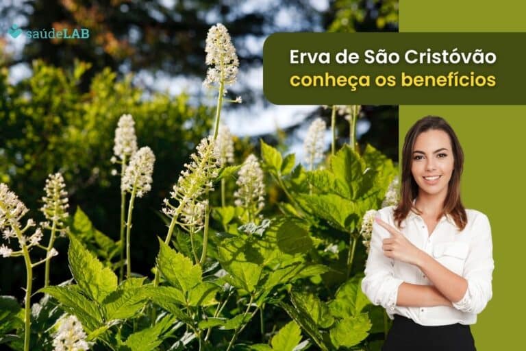 Erva de são Cristóvão: para que serve, como utilizar e quais os cuidados? 6 erva de são cristóvão.