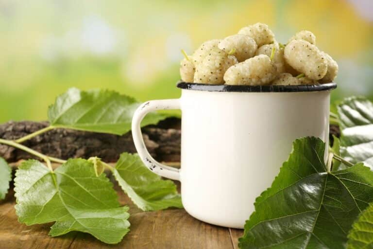 Chá de Amora Branca: o elixir da saúde que você precisa conhecer 6 Para que serve o chá de amora branca?