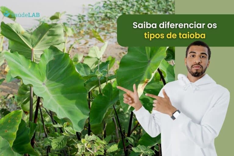 Truque secreto: saiba como diferenciar a taioba comestível da taioba venenosa 4 taioba comestível e taioba venenosa (1).