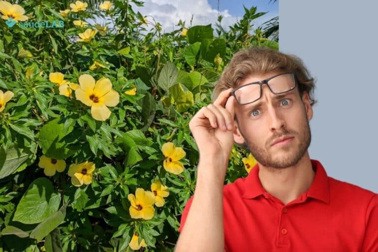 Damiana é testosterona? Descubra os poderes dessa planta medicinal 6 damiana é testosterona.