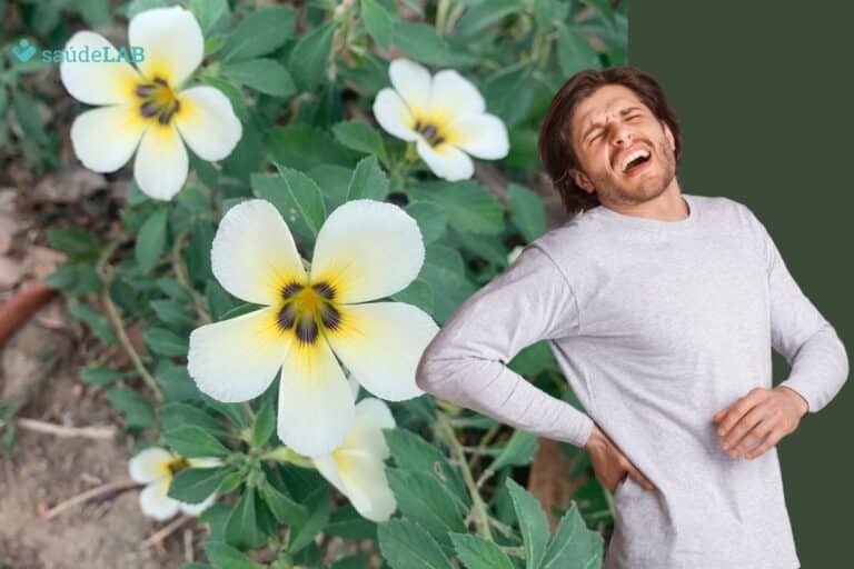 Xanana para os rins: conheça os benefícios, cuidados no consumo e contraindicações 6 xanana para os rins.