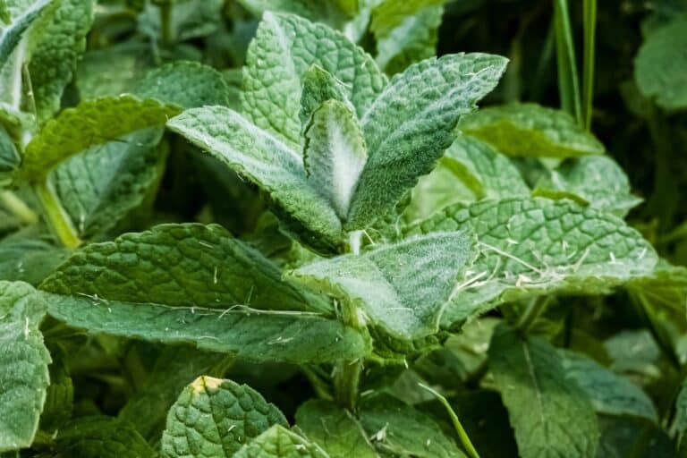 Mentrasto: para que serve, quais os cuidados, e como usar corretamente? 7 Mentrasto