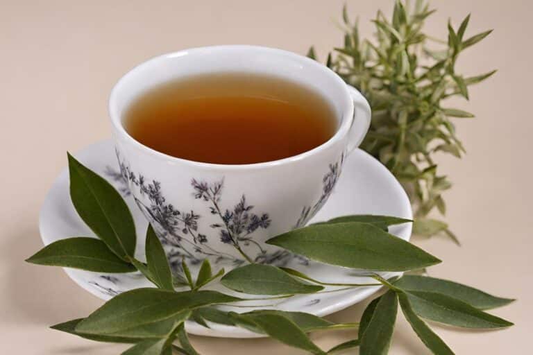 Chá de espinheira-santa: conheça 8 benefícios incríveis que você não conhecia 7 benefícios do chá de espinheira-santa.