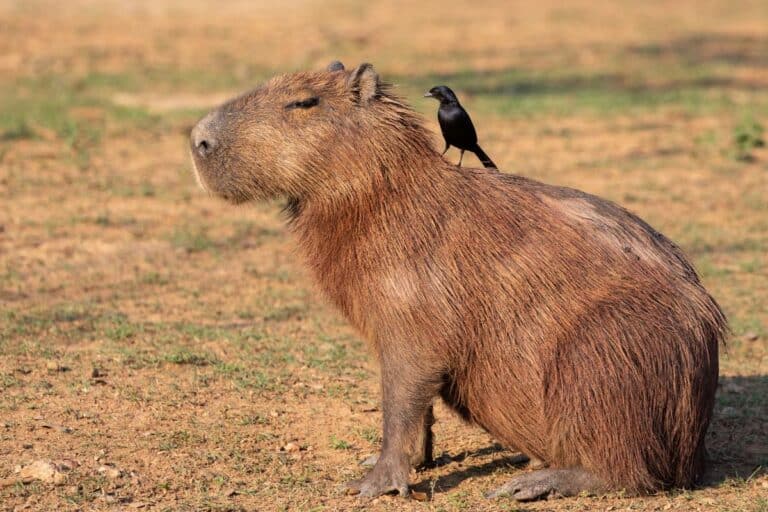 Carne de capivara faz mal? Entenda melhor os seus perigos 8 carne de capivara faz mal.