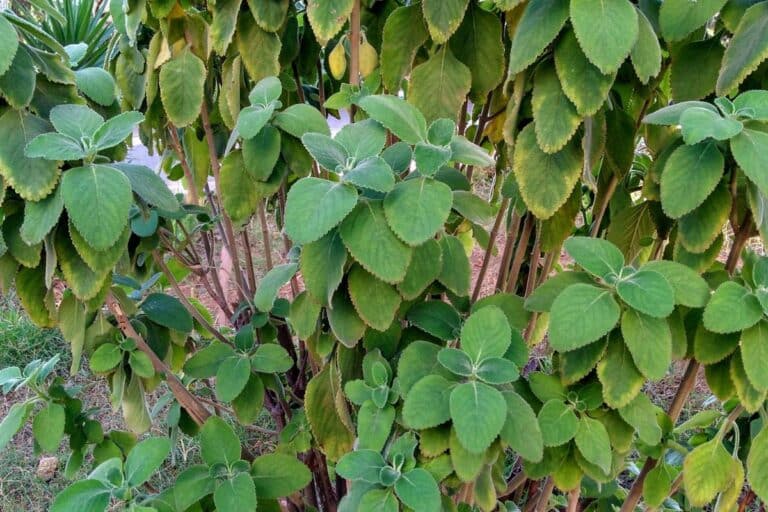 chá de boldo antes de dormir.