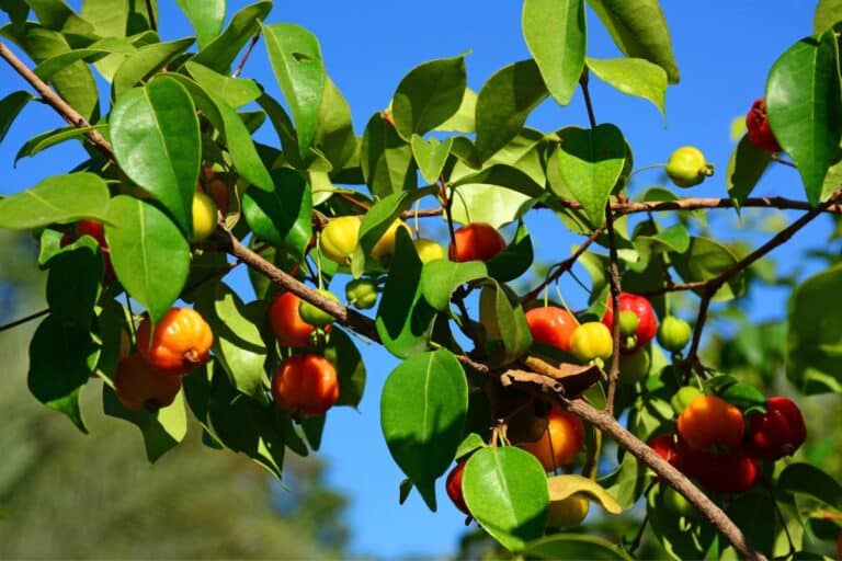 Chá de folha de pitanga para infecção urinária funciona? Descubra 7 chá de folha de pitanga para infecção urinária.