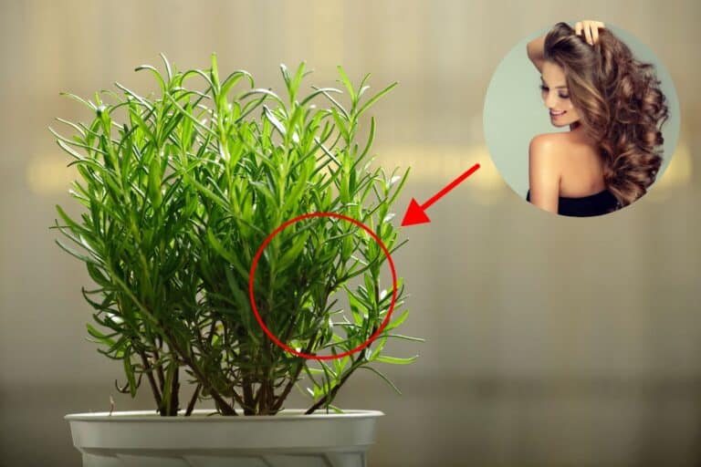 como usar alecrim no cabelo para crescer.